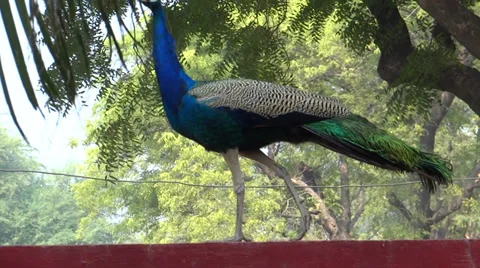 Peacock in action 스톡 동영상 33473268