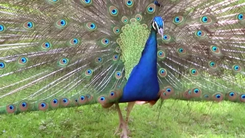 Peacock in action Video stock 75785061