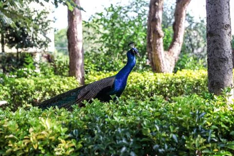 Peacock among trees Fotos Stock