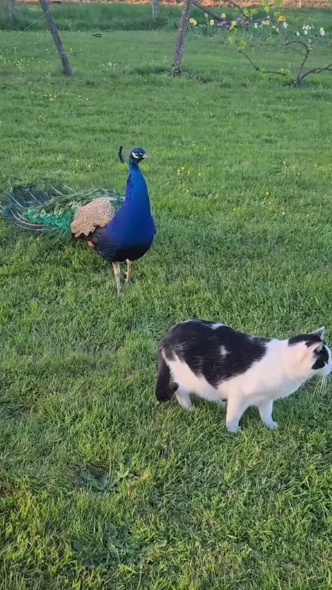 Peacock and a black and white cat standing together in a grassy field Видео 335049554
