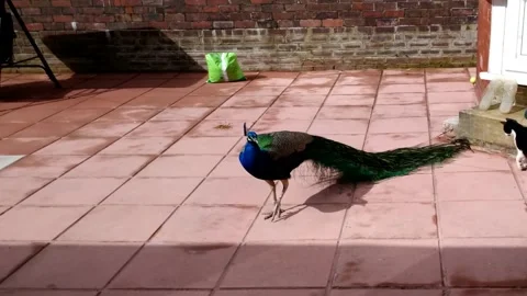Peacock and Cat Stock Footage 163572704