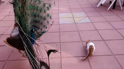 Peacock and Cat 写真素材