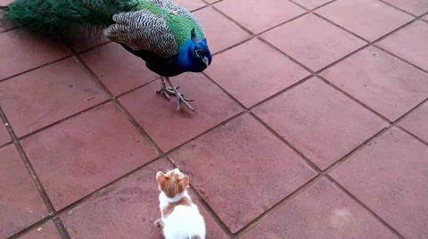 Peacock and Cat 스톡 사진