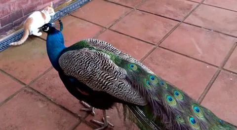 Peacock and Cat 写真素材