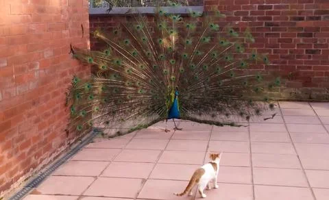 Peacock and Cat 스톡 사진