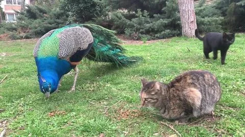 Peacock and Cat 写真素材