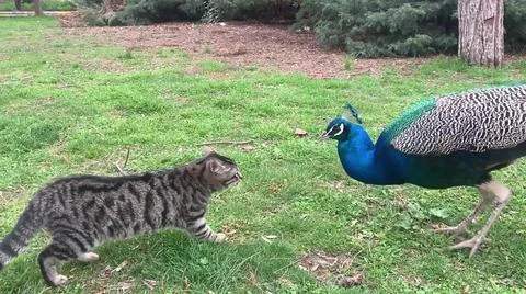Peacock and Cat 写真素材