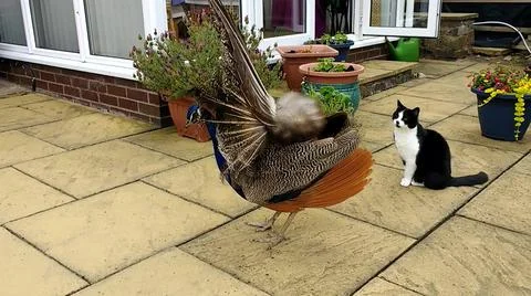 Peacock and Cat 스톡 사진