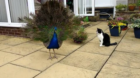 Peacock and Cat 写真素材