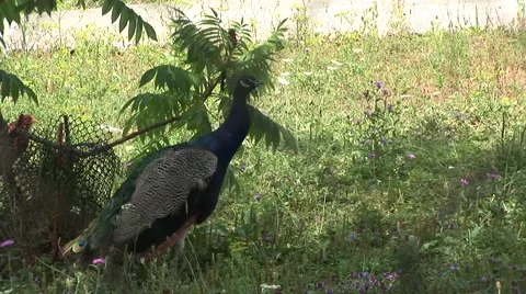 Peacock and chicken Stock Footage 1008527