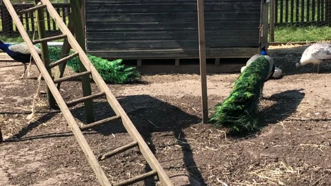 PEACOCK AND CHICKENS 2 Vídeo Stock 135019295