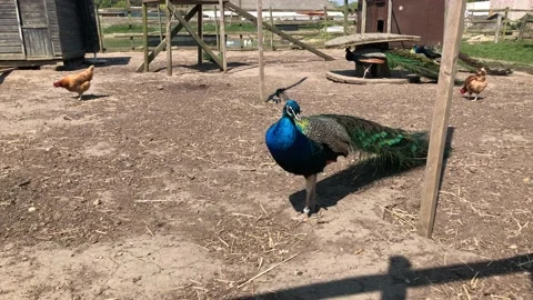 PEACOCK AND CHICKENS 3 Stock Footage 135019501