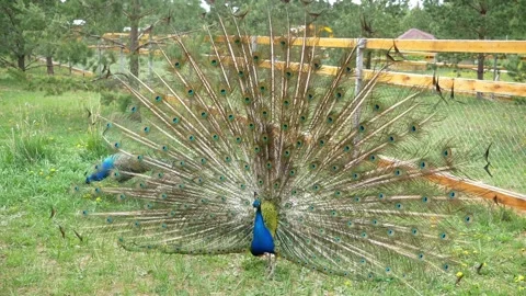 Peacock and its tail. 스톡 동영상 135573729