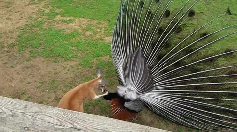 Peacock and Kangaroo 写真素材