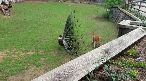 Peacock and Kangaroo 스톡 사진