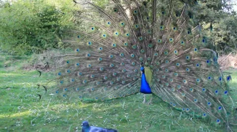 Peacock and pigeons Stock-Footage 20459587
