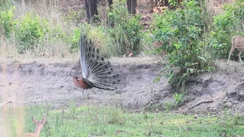 Peacock and spotted deer in the same spot in Bandhavgarh national park Stock Footage 277141501