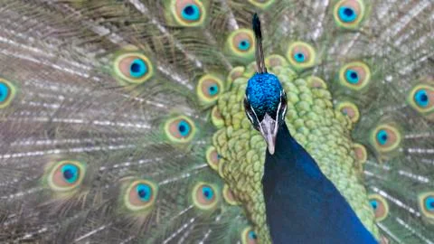Peacock and tail 스톡 사진