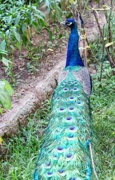 Peacock and tail Fotos Stock