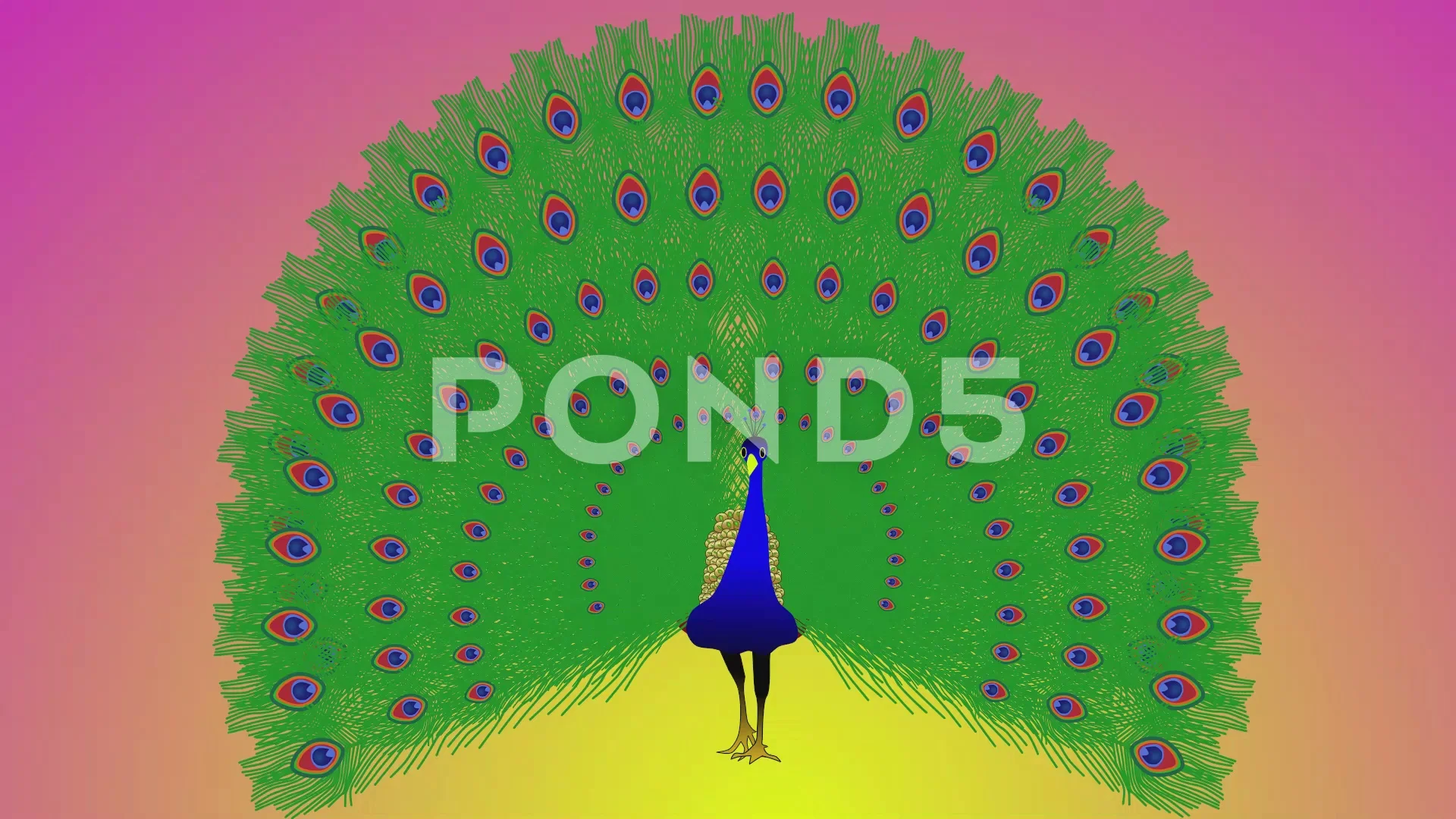 Peacock animated. Cartoon peacock animat... | Stock Video | Pond5