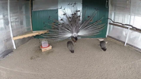 Peacock in the aviary close-up Stock Footage 144611477