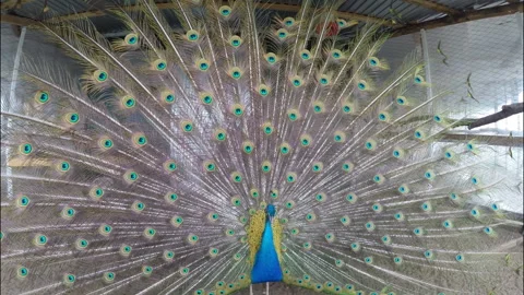 Peacock in the aviary close-up Stock Footage 144611506