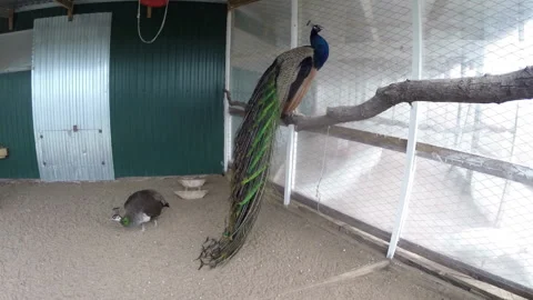 Peacock in the aviary close-up Stock Footage 144611540