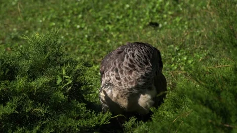 Peacock in the aviary Stock Footage 230001411