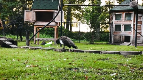 Peacock in an aviary sitting on a pole bird of paradise resting a house Stock Footage 209143456