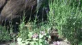 Peacock babies close up near mother HD Footage