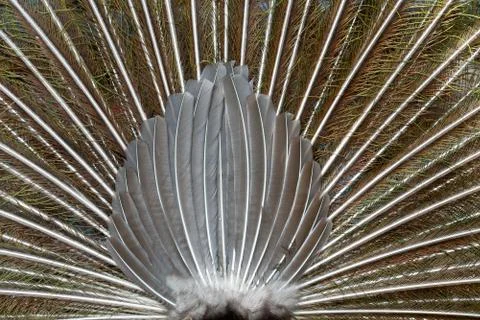 Peacock back Stock Photos