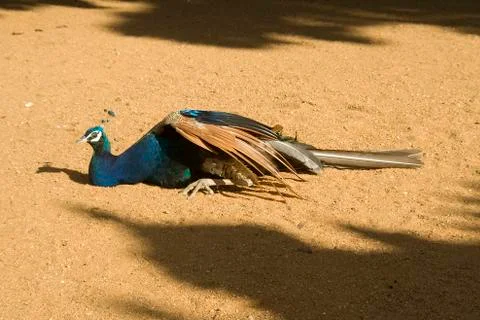 Peacock Basking in Sunlight Stock Photos