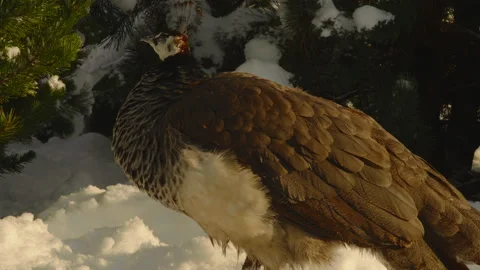 Peacock basks in the sun standing in the snow against the background of Stock Footage 176459028