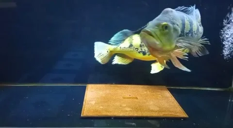 Peacock bass breeding Stock Footage 212675835
