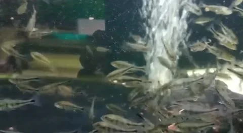 Peacock bass Stock Footage 212676720