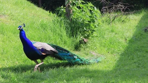 Peacock beautiful colorful bird  Stock Footage 244244953
