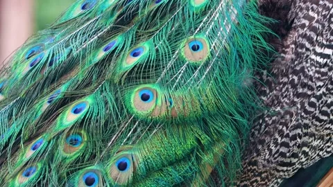 Peacock Feather Stock Footage ~ Royalty Free Stock Videos