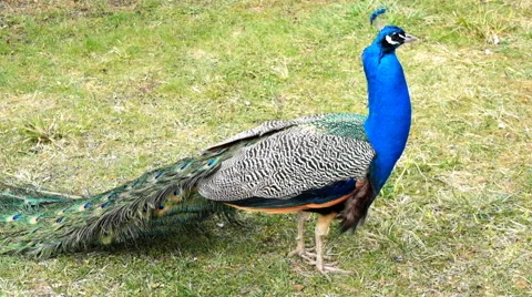 Peacock with beautiful multicolored feathers Stock Footage 49021822