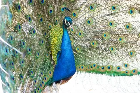 Peacock with beautiful spread tail Stock Photos