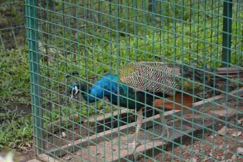 Peacock bending down inside cage at wildlife park Stock Photos
