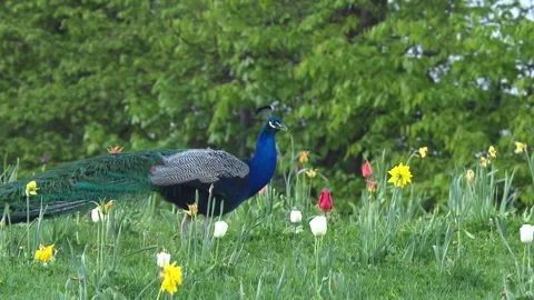 Peacock between tulips in spring Stock Footage 266266352