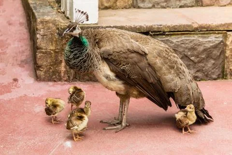 Peacock Bird Chicks Stock Photos