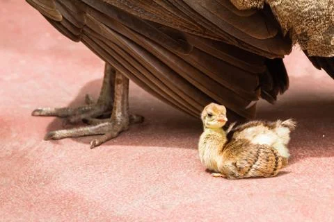 Peacock Bird Chicks Stock Photos