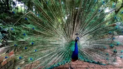 Peacock bird close-up in nature background. Stock Footage 126265689
