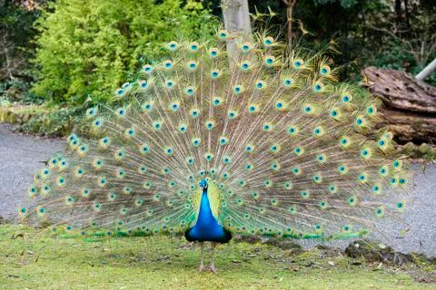 Peacock bird close up portrait Stock Photos
