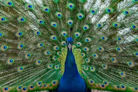 Peacock bird close up portrait Stock Photos