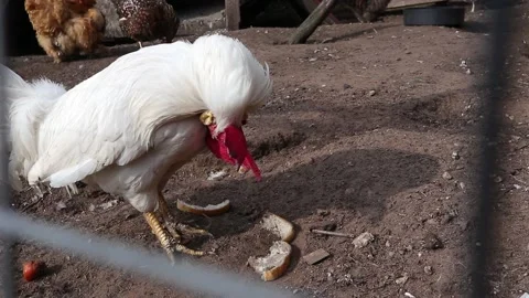 Peacock bird closeup 動画素材 160109130