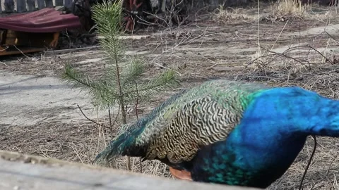Peacock bird closeup Stock Footage 160109268