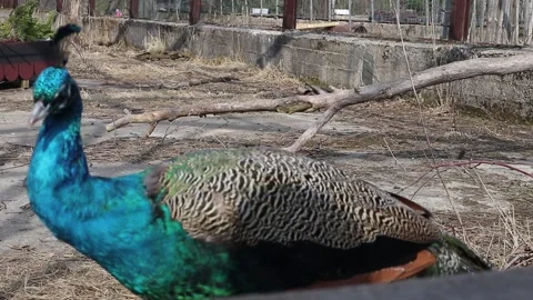 Peacock bird closeup Stock Footage 160109274