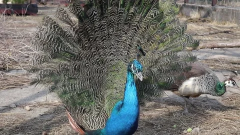 Peacock bird closeup Stock Footage 160109281